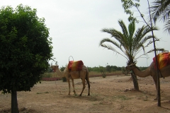 Camellos en el camino